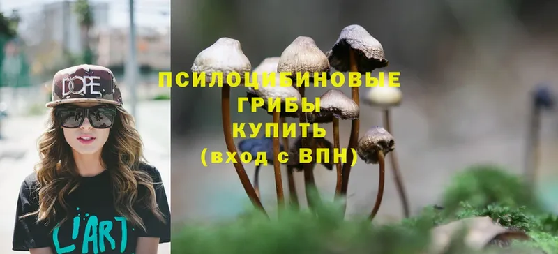 Галлюциногенные грибы Psilocybine cubensis  купить  сайты  Змеиногорск 